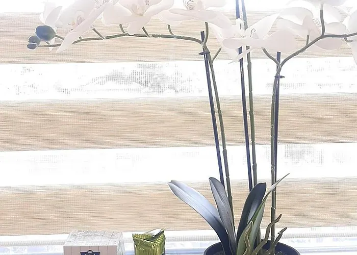 за гости 2 тракия плаза * שומן